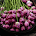 Phúc Hòa Supplies