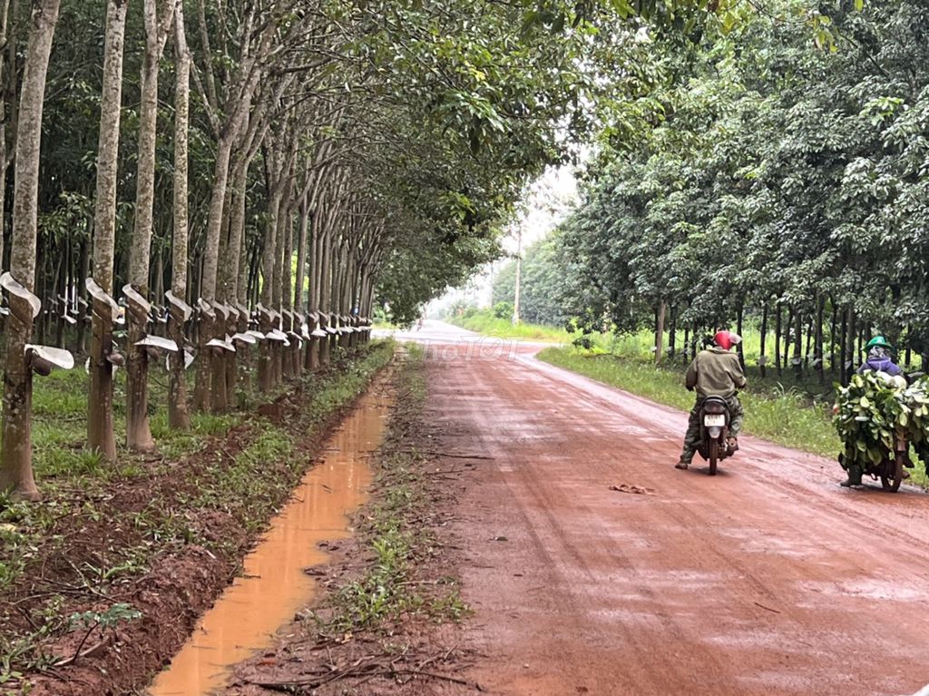 Bán thu hồi vốn miếng đất chính chủ tại huyện Bắc Tân Uyên, Bình Dương