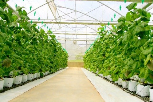 Bạt địa nhà kính, bạt địa nhà màng, tấm lót nền