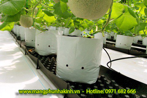 Bạt địa nhà kính, bạt địa nhà màng, tấm lót nền