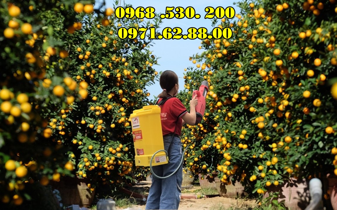 Chia sẻ bí quyết phun thuốc kích hoa cho quất cảnh Tết Đẹp hiệu quả