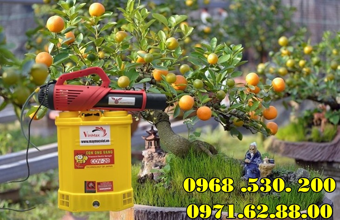 Chia sẻ bí quyết phun thuốc kích hoa cho quất cảnh Tết Đẹp hiệu quả