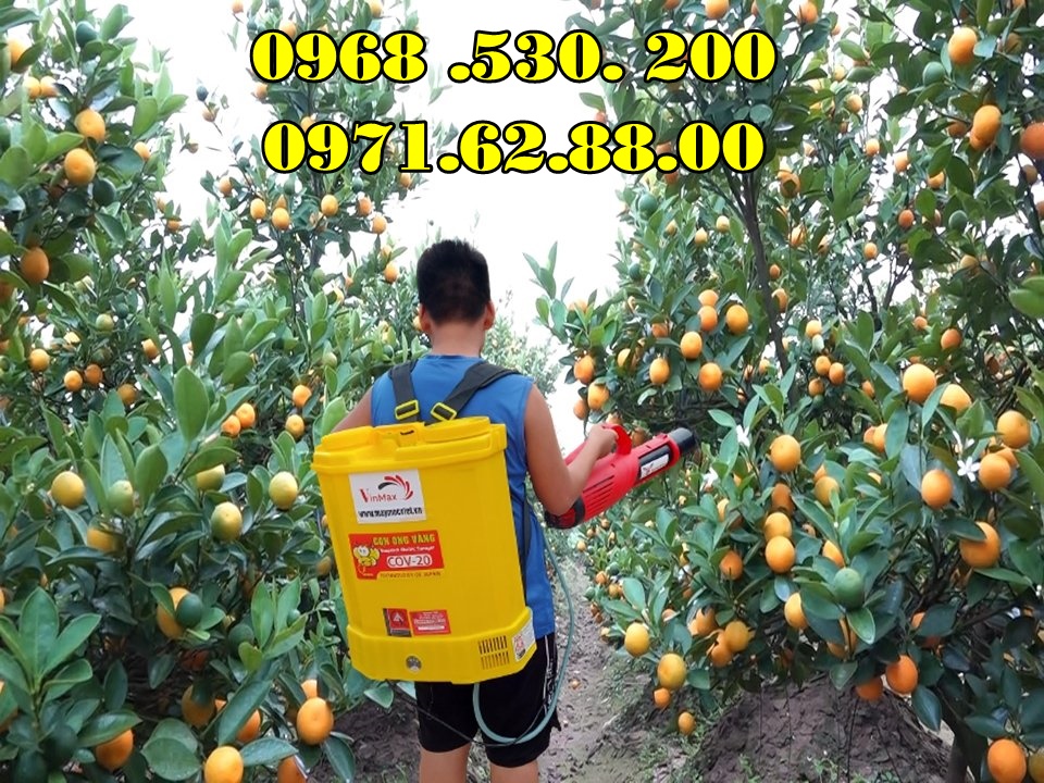 Chia sẻ bí quyết phun thuốc kích hoa cho quất cảnh Tết Đẹp hiệu quả