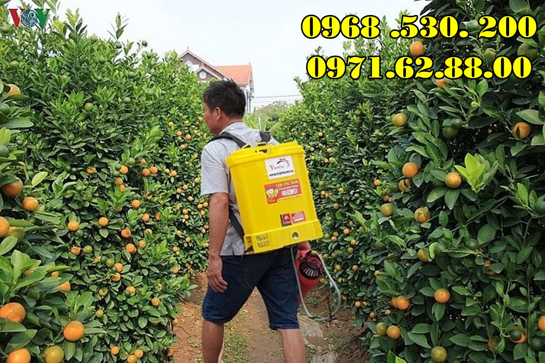 Chia sẻ bí quyết phun thuốc kích hoa cho quất cảnh Tết Đẹp hiệu quả