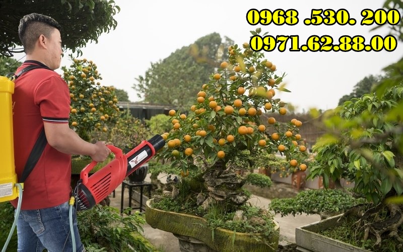 Chia sẻ bí quyết phun thuốc kích hoa cho quất cảnh Tết Đẹp hiệu quả
