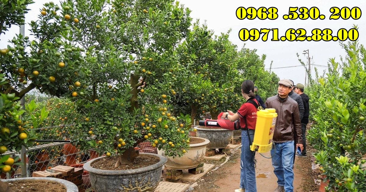 Chia sẻ bí quyết phun thuốc kích hoa cho quất cảnh Tết Đẹp hiệu quả