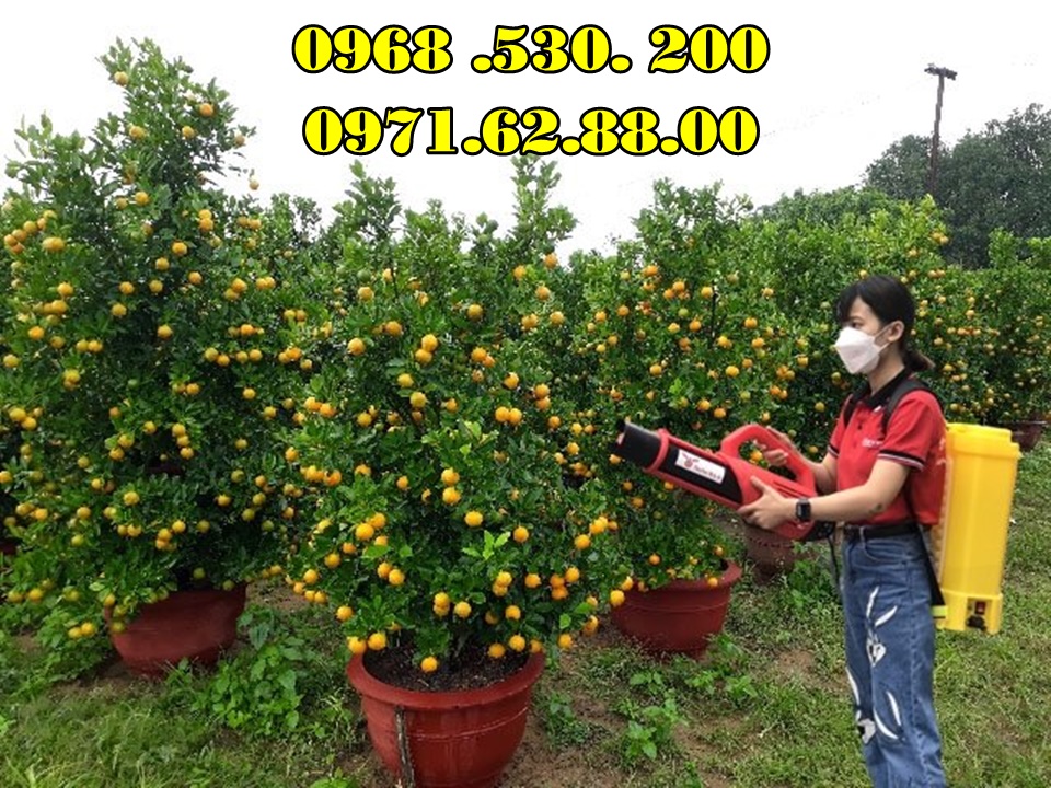 Chia sẻ bí quyết phun thuốc kích hoa cho quất cảnh Tết Đẹp hiệu quả