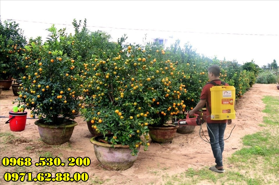 Chia sẻ bí quyết phun thuốc kích hoa cho quất cảnh Tết Đẹp hiệu quả