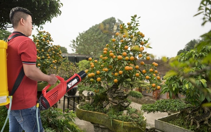 Chia sẻ bí quyết phun thuốc kích hoa cho quất cảnh Tết Đẹp hiệu quả