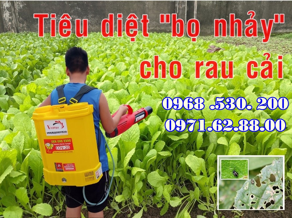 Biện pháp diệt trừ bọ nhảy trên rau cải bằng máy phun thuốc Turbo BA-6