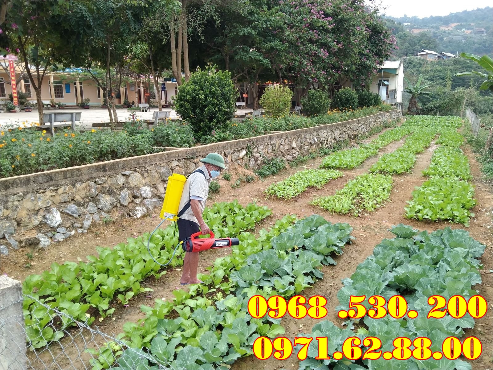 Biện pháp diệt trừ bọ nhảy trên rau cải bằng máy phun thuốc Turbo BA-6