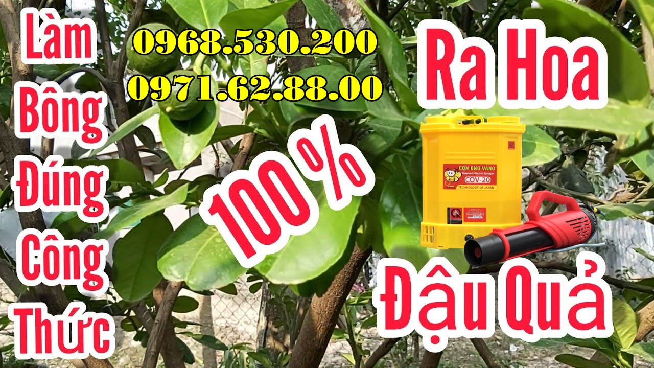 Máy phun dưỡng nụ , dưỡng hoa bưởi da xanh Turbo Ba-6