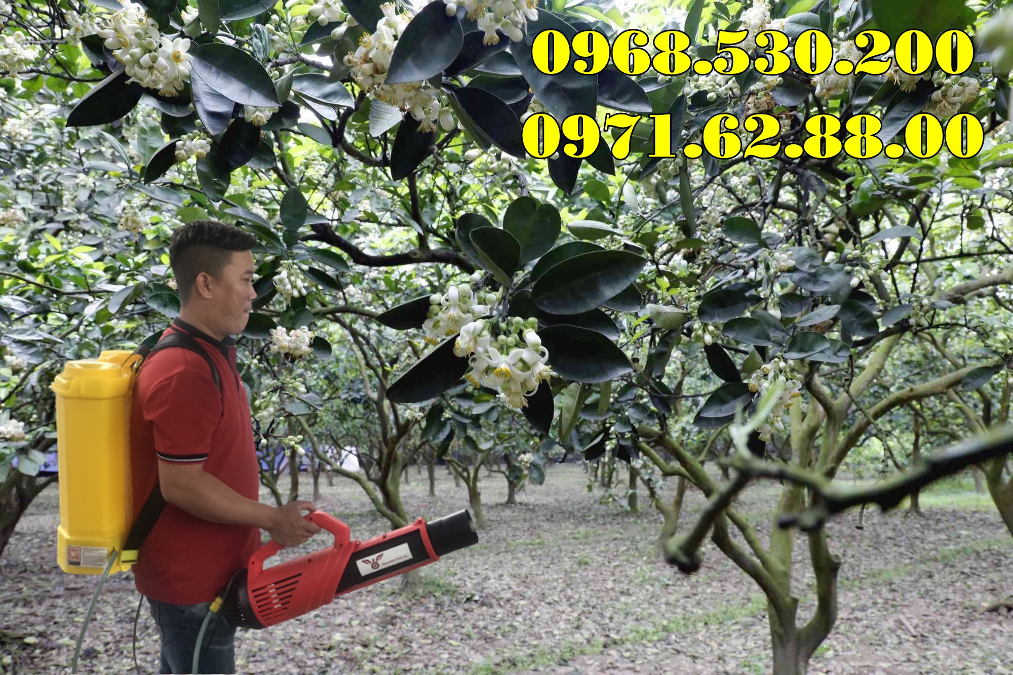 Máy phun dưỡng nụ , dưỡng hoa bưởi da xanh Turbo Ba-6