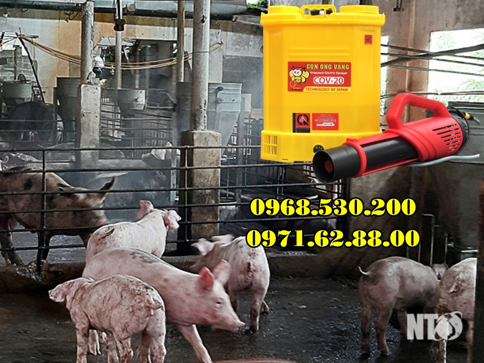 Cách phòng chống bệnh dịch tả lợn Châu Phi hiệu quả nhất năm 2022