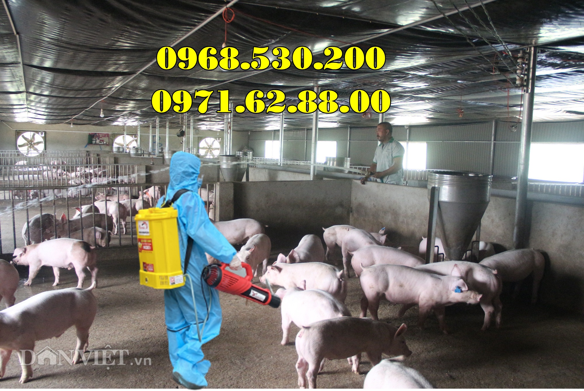 Cách phòng chống bệnh dịch tả lợn Châu Phi hiệu quả nhất năm 2022