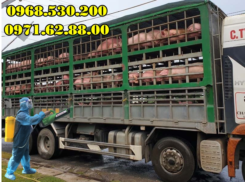 Cách phòng chống bệnh dịch tả lợn Châu Phi hiệu quả nhất năm 2022