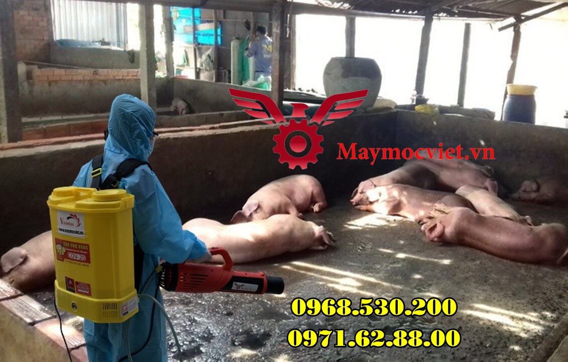 Cách phòng chống bệnh dịch tả lợn Châu Phi hiệu quả nhất năm 2022