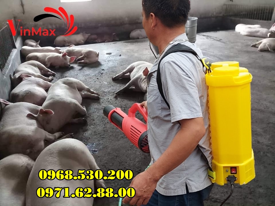 Cách phòng chống bệnh dịch tả lợn Châu Phi hiệu quả nhất năm 2022