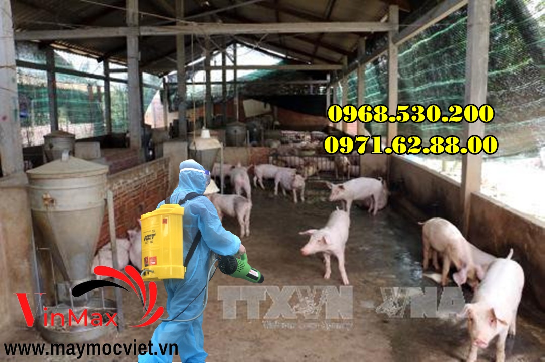 Cách phòng chống bệnh dịch tả lợn Châu Phi hiệu quả nhất năm 2022