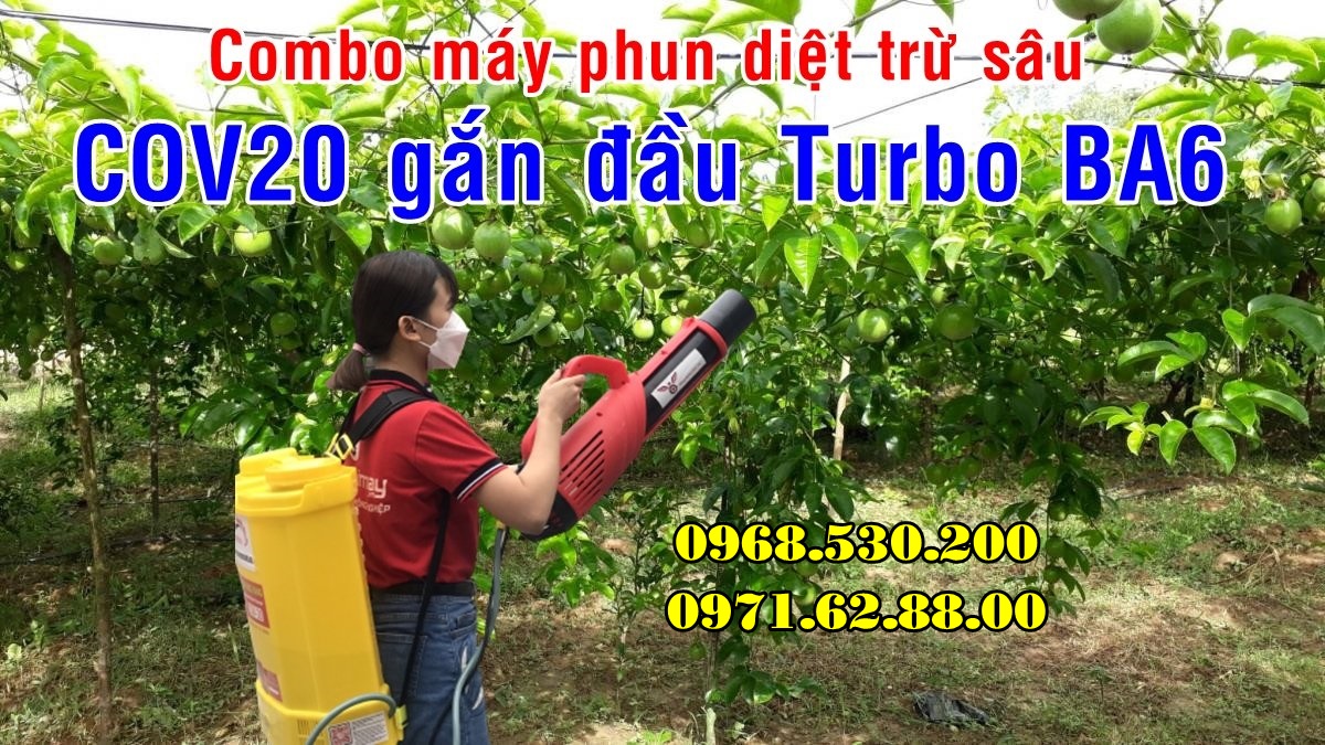 Diệt sâu róm hại bằng máy phun thuốc Turbo BA-6 hiệu quả
