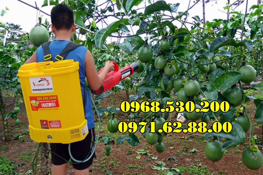 Diệt sâu róm hại bằng máy phun thuốc Turbo BA-6 hiệu quả