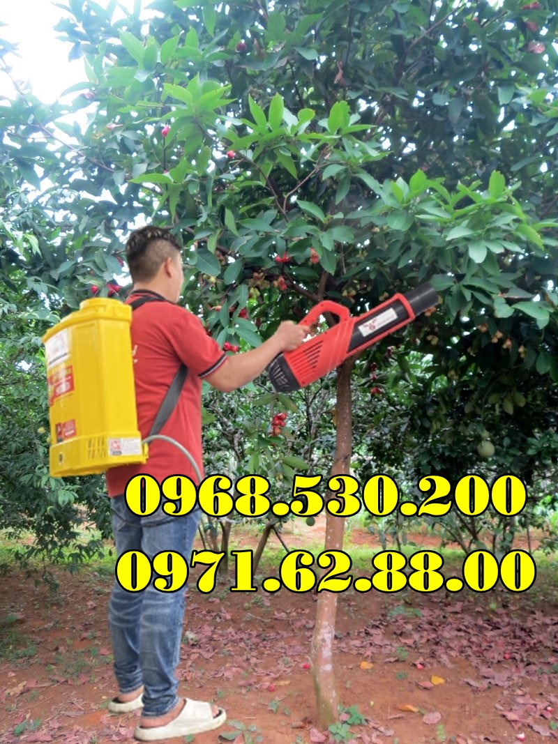 Diệt sâu róm hại bằng máy phun thuốc Turbo BA-6 hiệu quả
