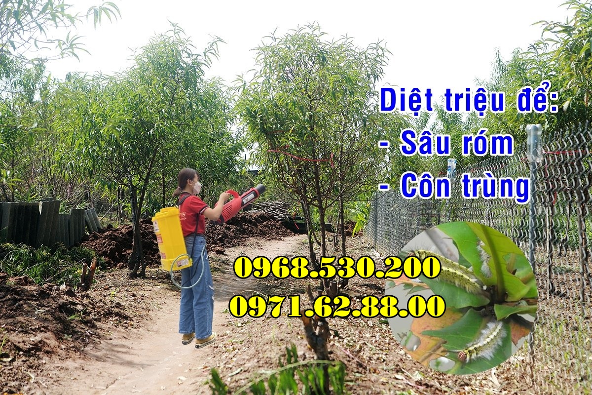 Diệt sâu róm hại bằng máy phun thuốc Turbo BA-6 hiệu quả