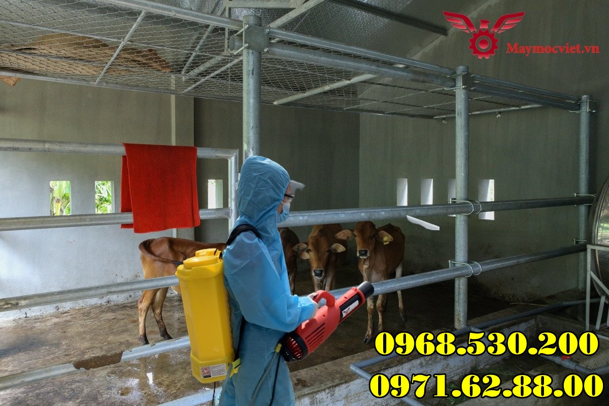 Hướng dẫn điều trị và cách phun bệnh lở mồm long móng cho Trâu Bò 