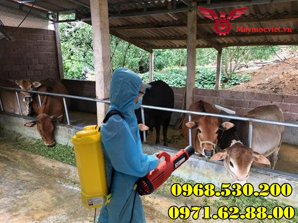 Hướng dẫn điều trị và cách phun bệnh lở mồm long móng cho Trâu Bò 