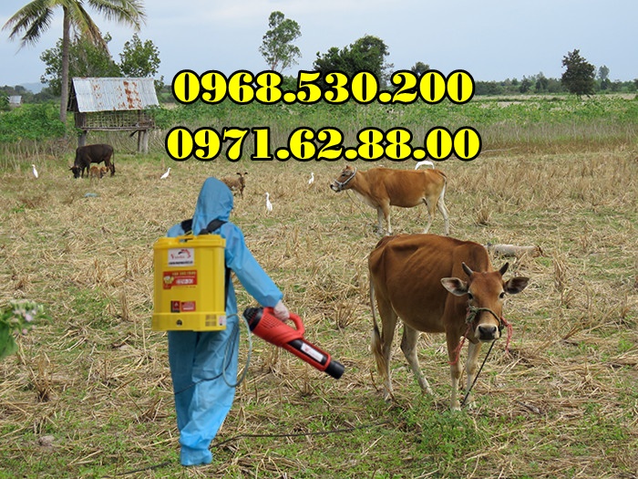 Hướng dẫn điều trị và cách phun bệnh lở mồm long móng cho Trâu Bò 