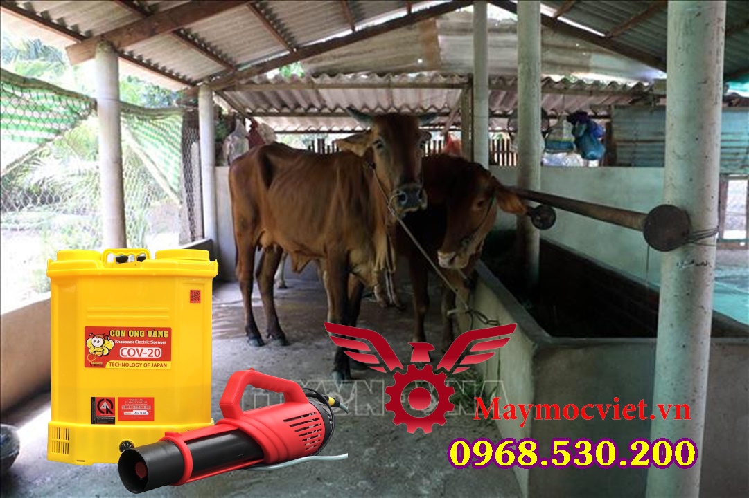 Hướng dẫn điều trị và cách phun bệnh lở mồm long móng cho Trâu Bò 