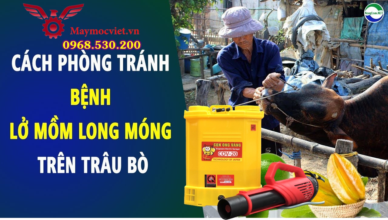 Hướng dẫn điều trị và cách phun bệnh lở mồm long móng cho Trâu Bò 