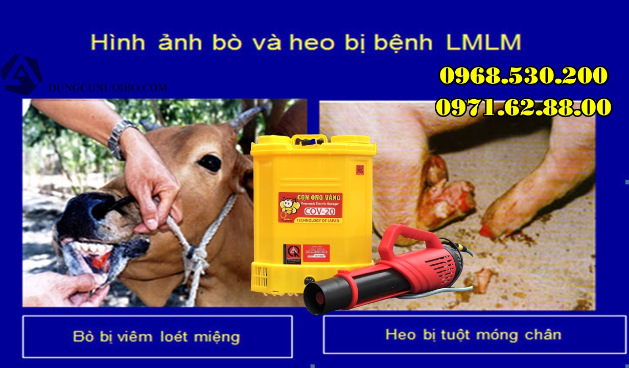 Hướng dẫn điều trị và cách phun bệnh lở mồm long móng cho Trâu Bò 