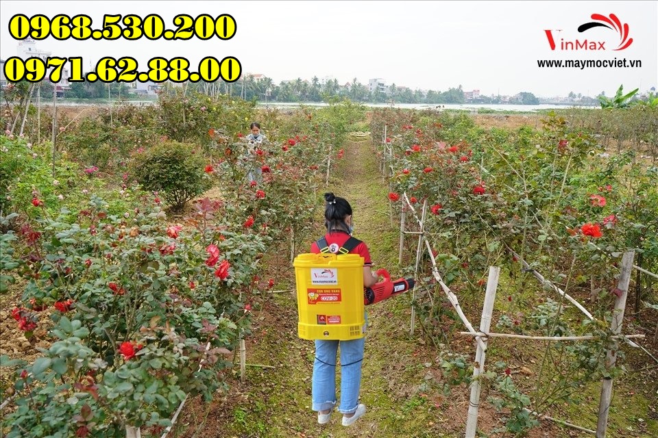 Hướng dẫn phun nước vôi trong cho hoa hồng bằng máy phun Turbo BA-6