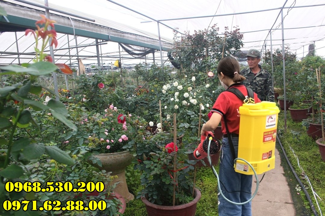 Hướng dẫn phun nước vôi trong cho hoa hồng bằng máy phun Turbo BA-6