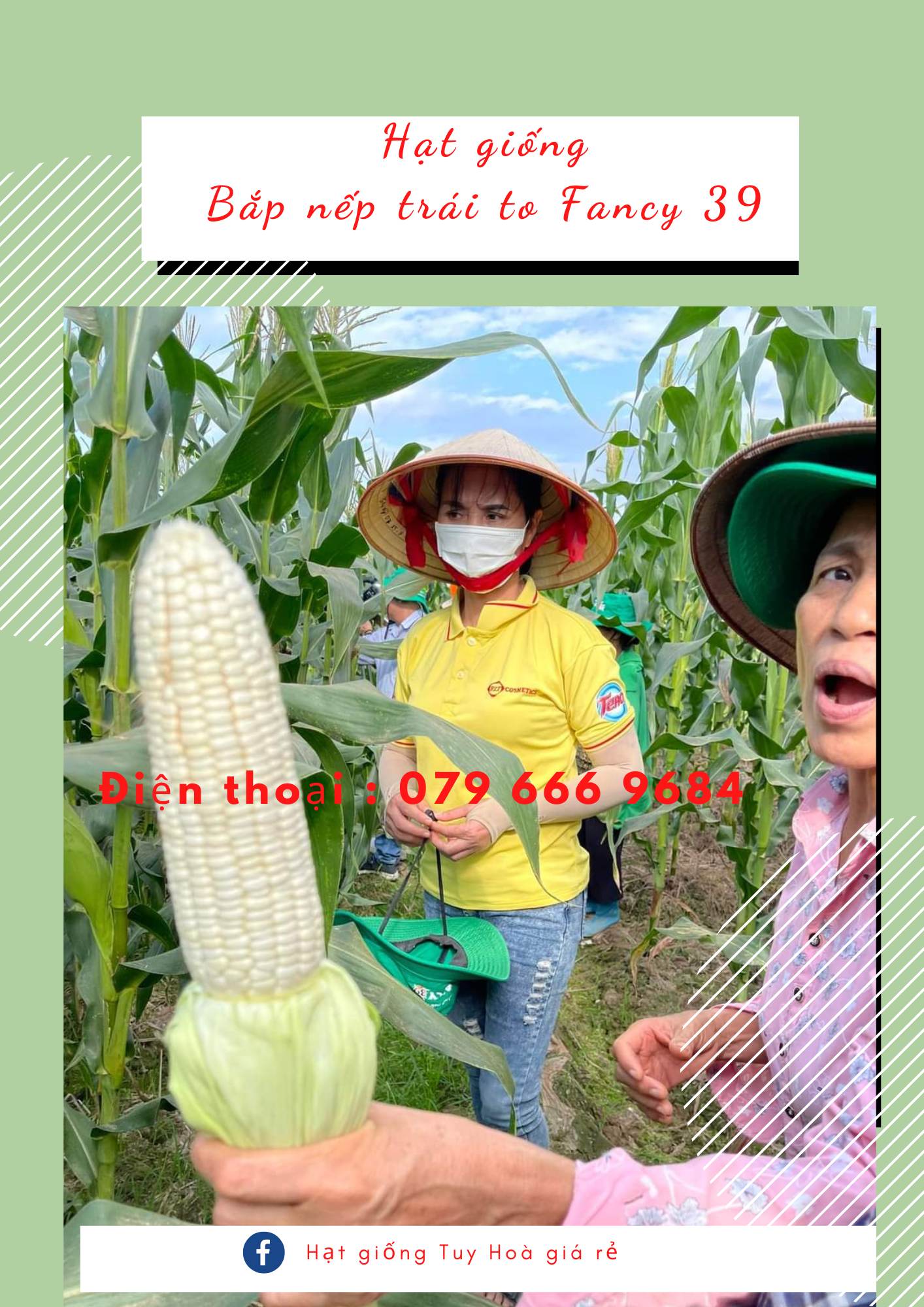 Hạt giống ngô nếp lai thái lan fancy 39 agriscience