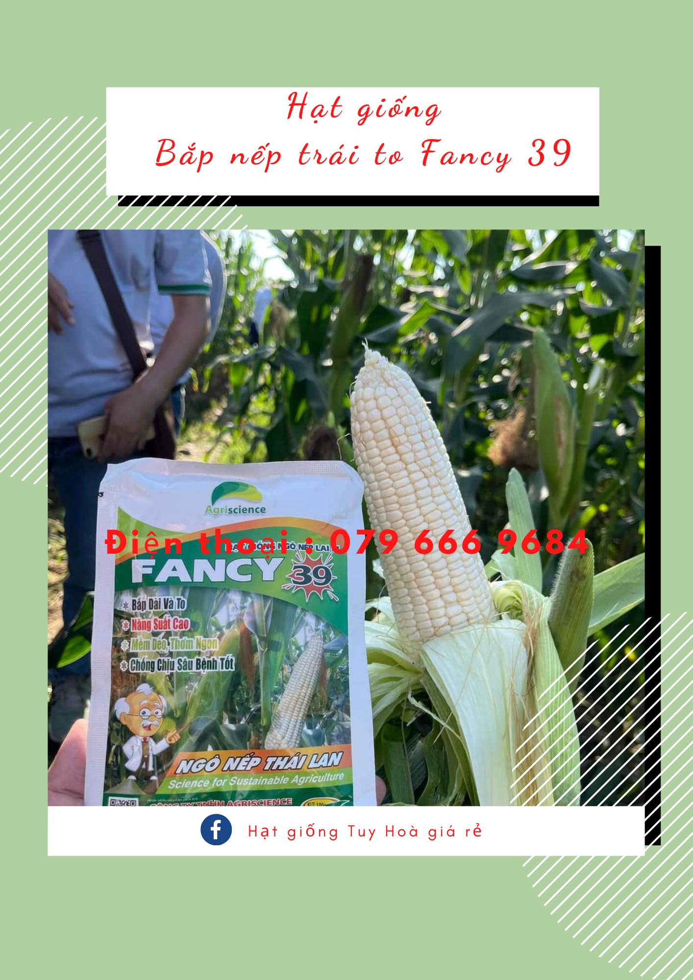 Hạt giống ngô nếp lai thái lan fancy 39 agriscience