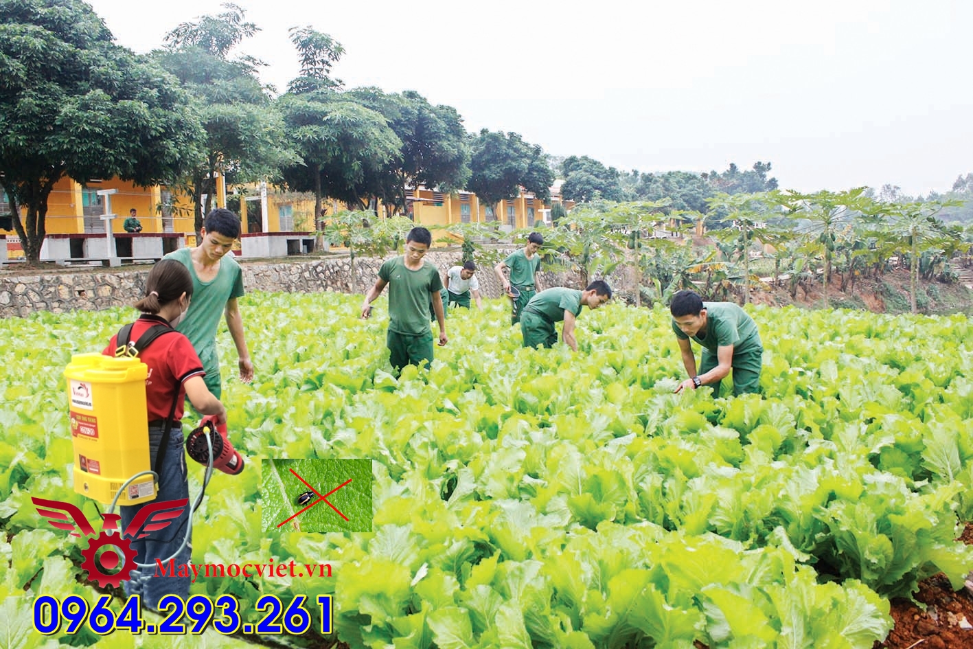 Combo máy phun thuốc diệt sâu bệnh hại cho rau hiệu Turbo BA6
