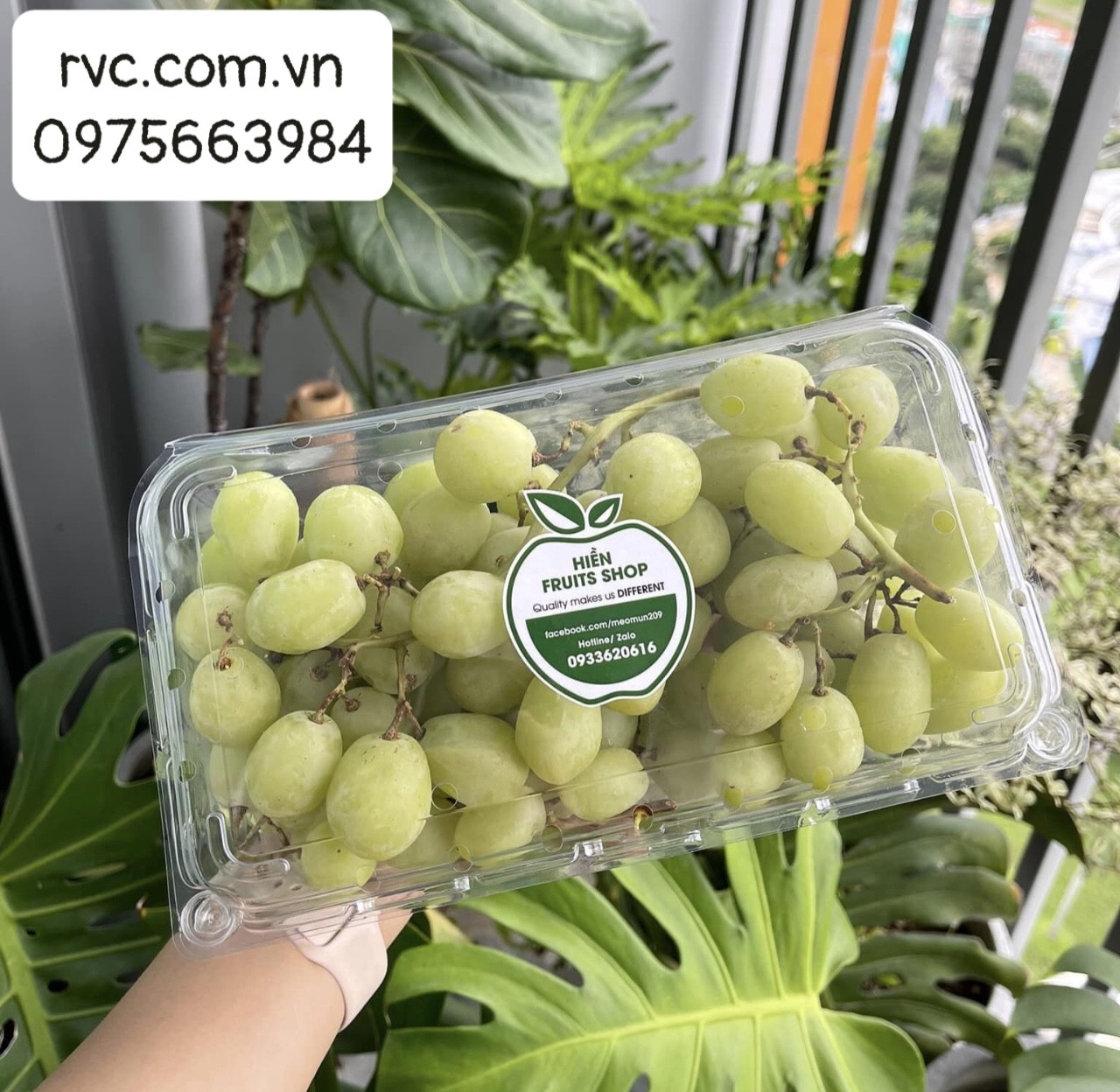 Mua hộp nhựa đựng nho đảm bảo chất lượng ở đâu?