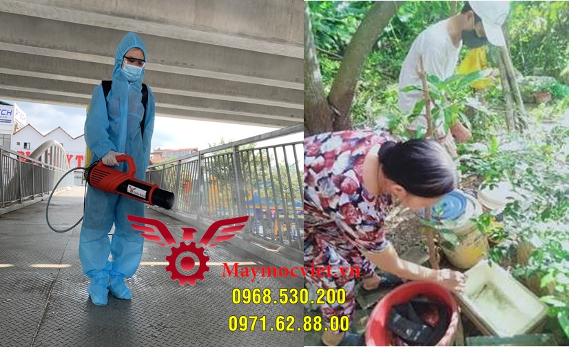 Muỗi thường xuất hiện ở đâu và cách diệt muỗi hiệu quả