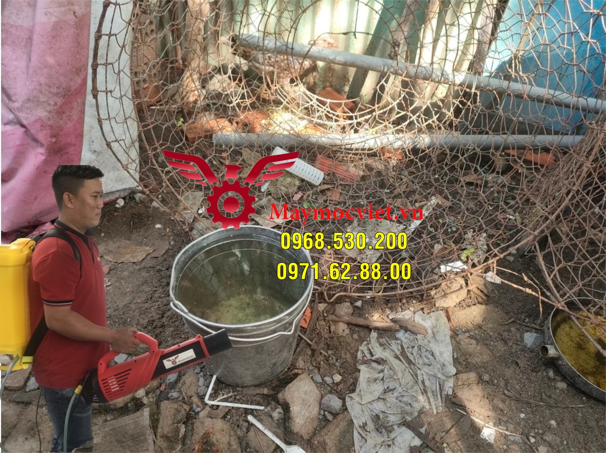 Muỗi thường xuất hiện ở đâu và cách diệt muỗi hiệu quả