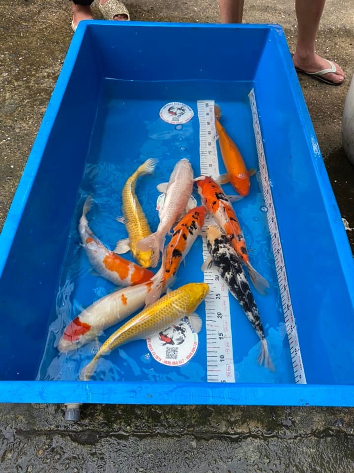 Bán thùng nhựa tròn công nghiệp dùng trong các xí nghiệp