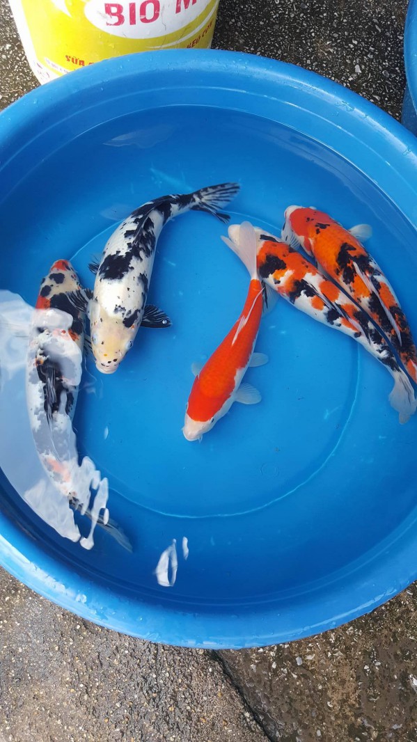 Bán thùng nhựa tròn công nghiệp dùng trong các xí nghiệp