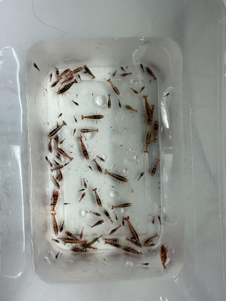 Thùng đa năng có nắp và bánh xe đẩy dùng chứa đồ, nuôi cá 30L-220L