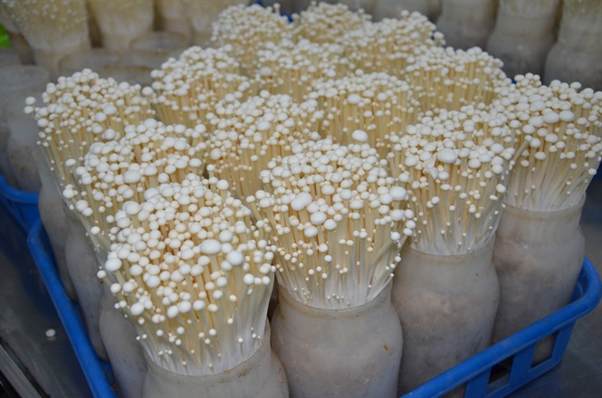 Thi công kho lạnh bảo quản nấm kim châm, nấm mối