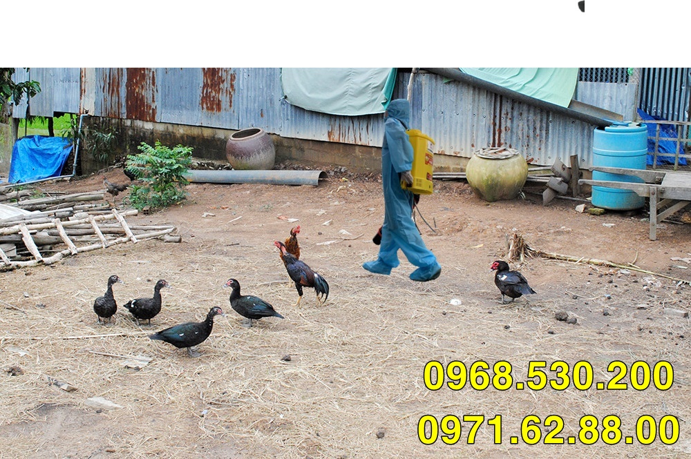 Phương pháp phòng chống cúm bệnh cúm gia cầm hiệu quả bằng Turbo BA-6