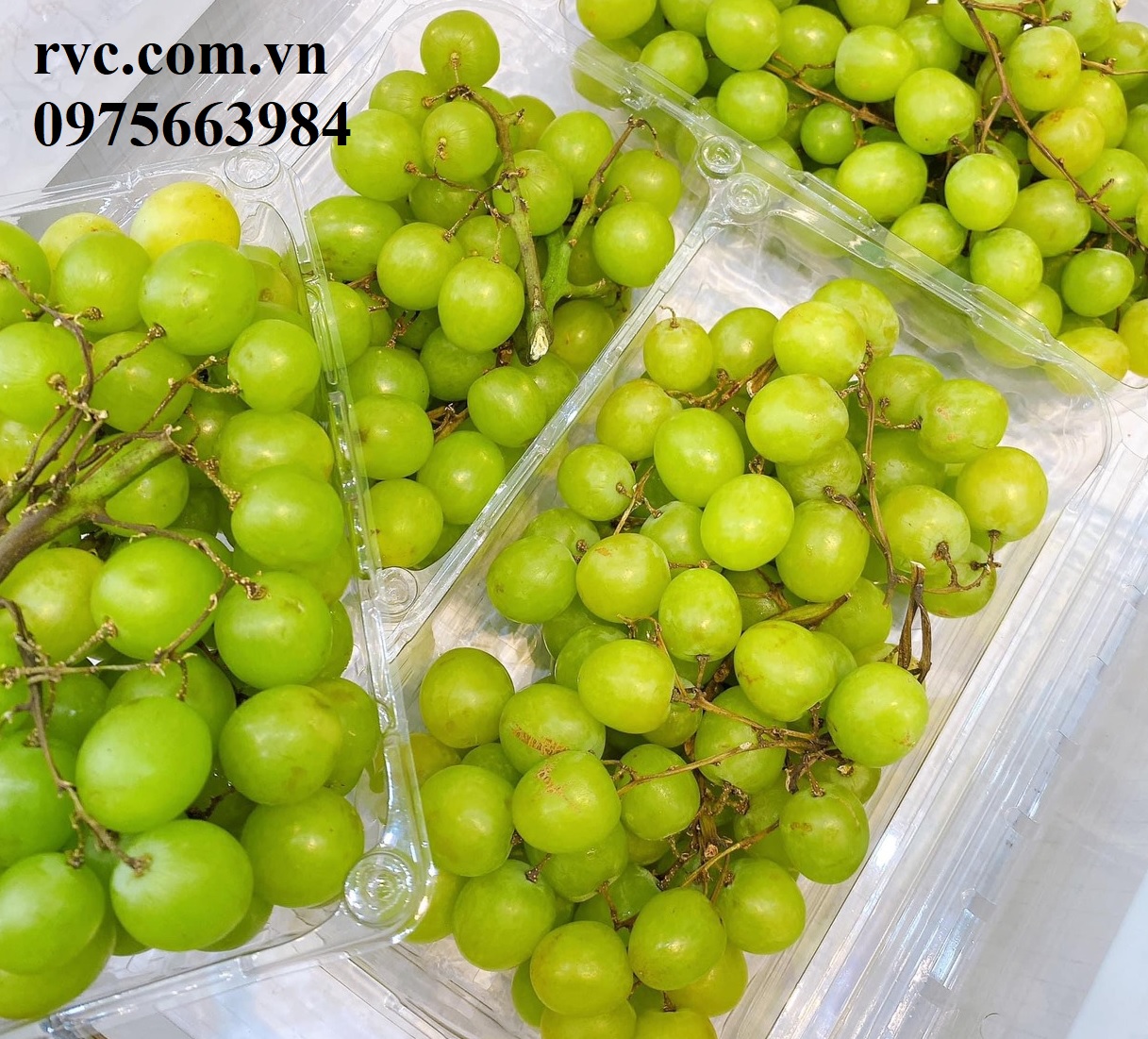 Giải pháp bảo quản nho hiệu quả bằng hộp nhựa trái cây
