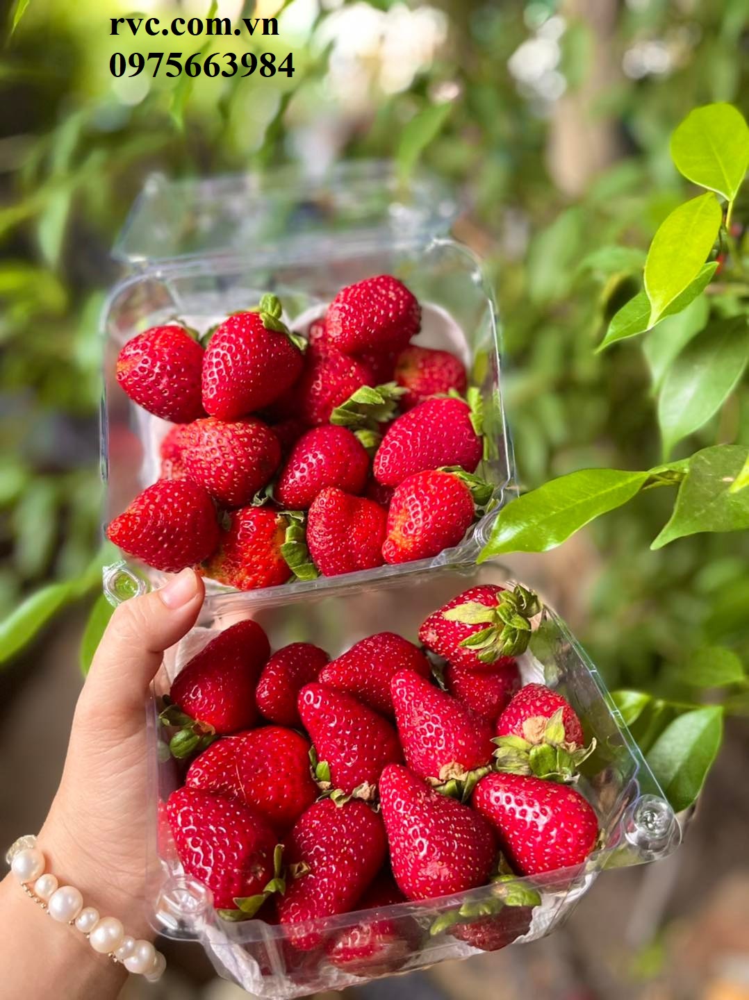 Tuyệt chiêu bảo quản 500g trái cây bằng hộp nhựa P500D