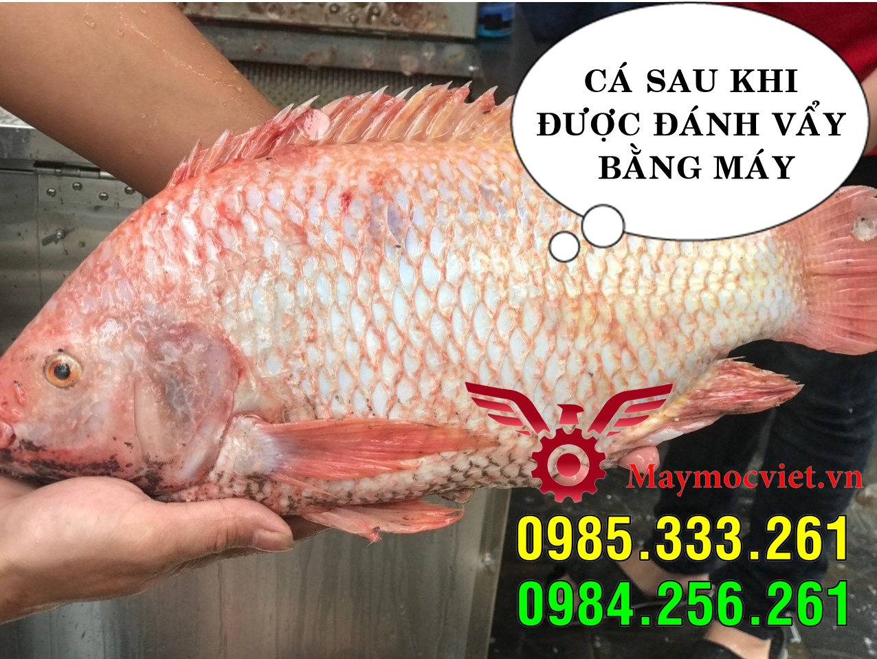 Máy đánh vẩy cá lóc, chuyên phục vụ chợ hải sản Bến Thành
