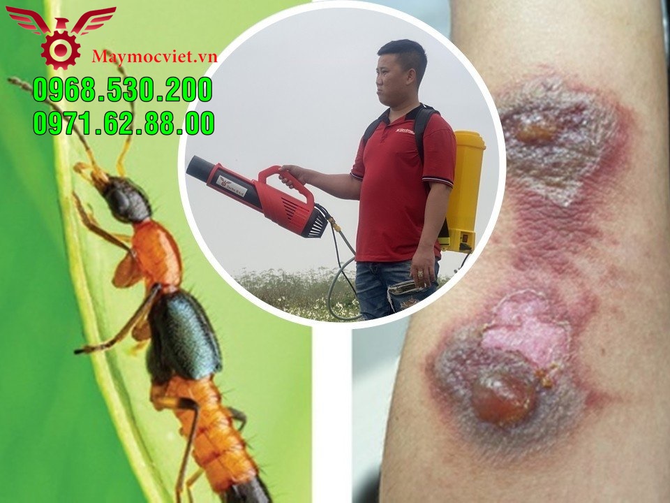 Tất tần tất về kiến ba hoang- Cách phun hóa chất tiêu diệt kiến số 1